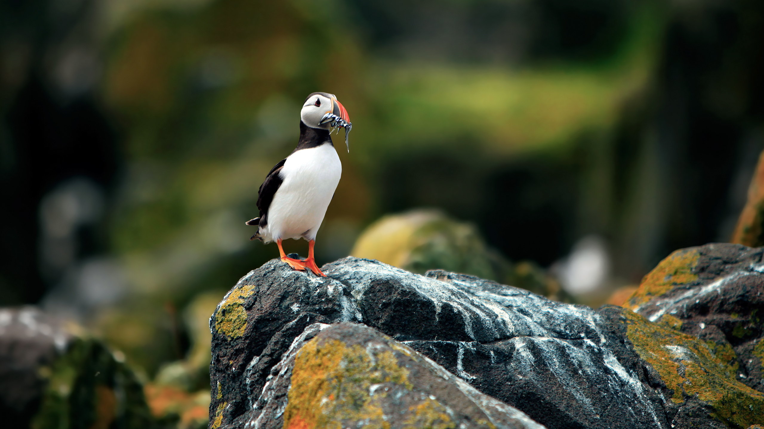 ,  , , puffin, fratercula arctica