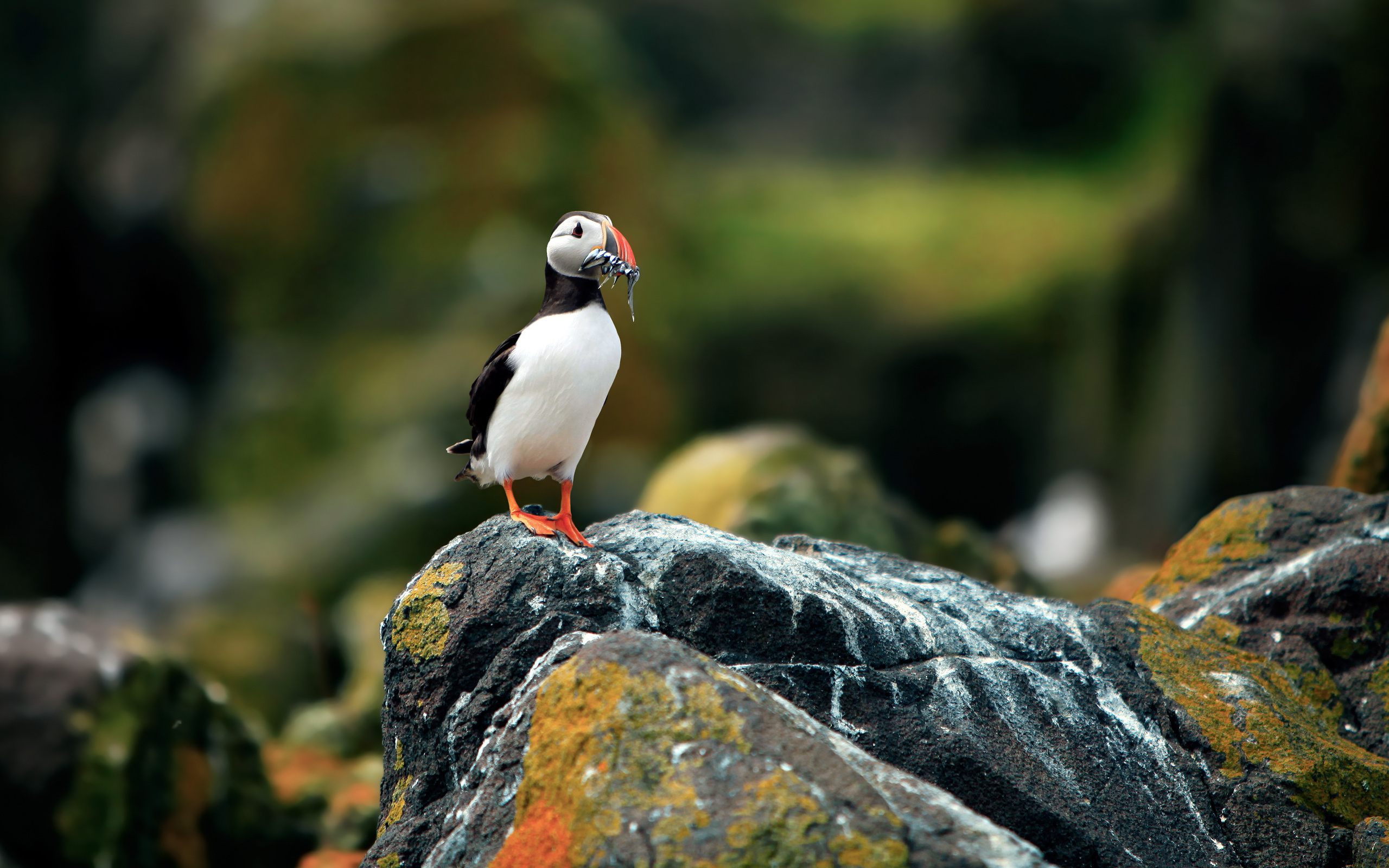 ,  , , puffin, fratercula arctica