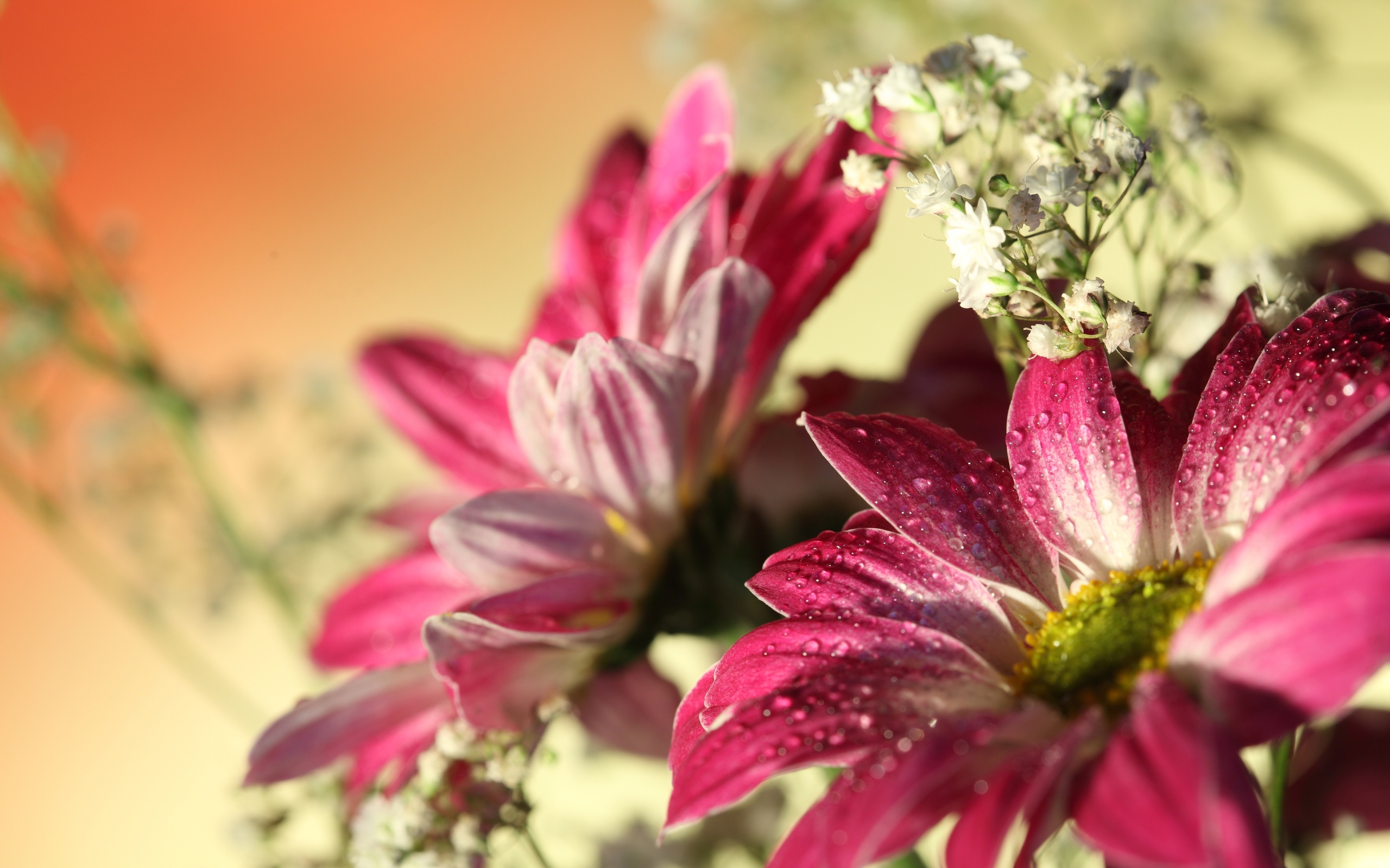 flowers, water drops, romantic, , Red gerbera,  