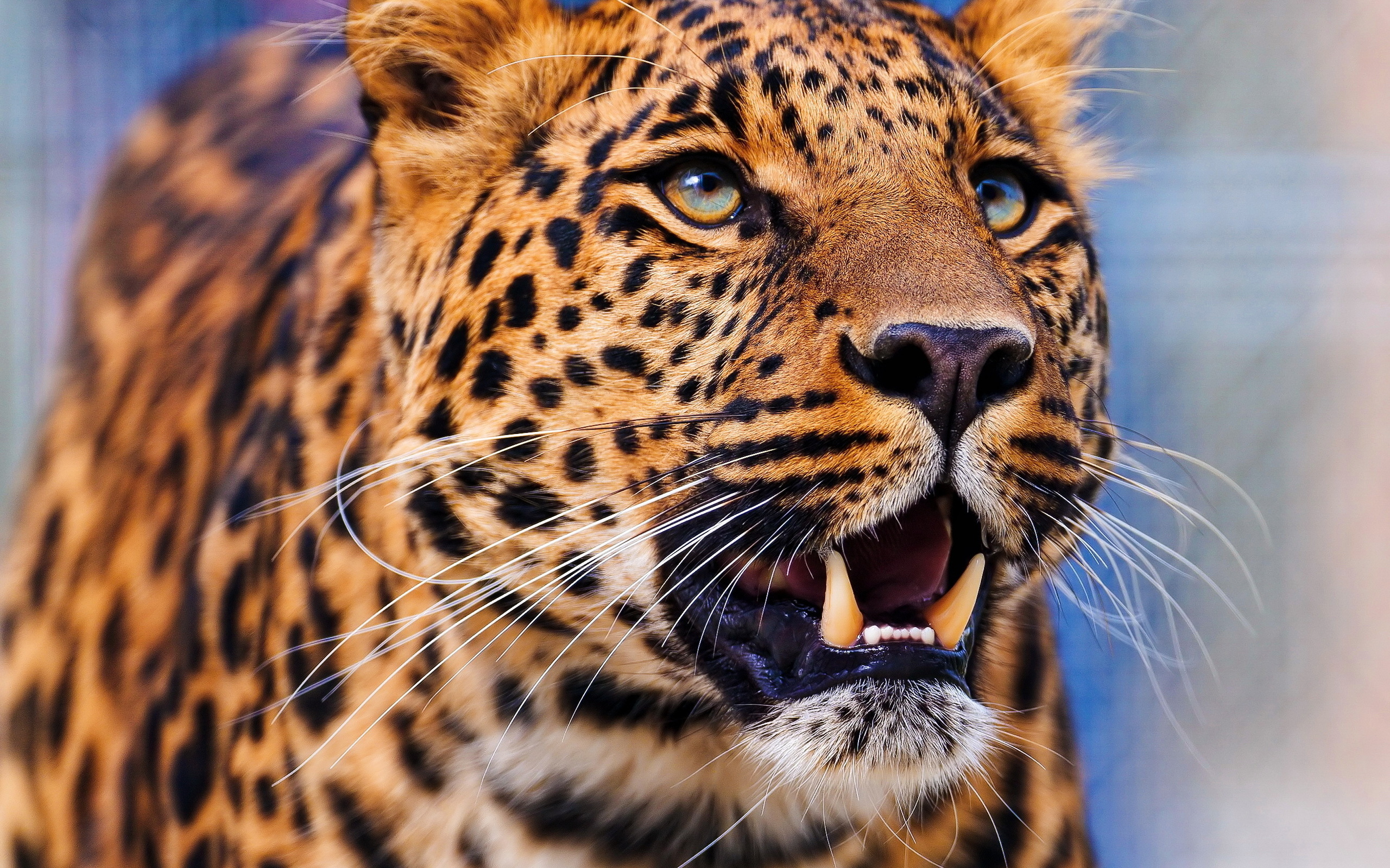 , , leopard,  , 