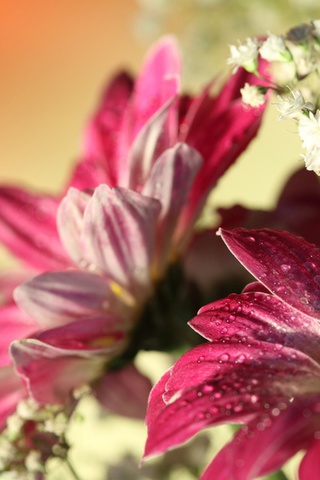 flowers, water drops, romantic, , Red gerbera,  