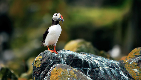 ,  , , puffin, fratercula arctica