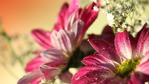 flowers, water drops, romantic, , Red gerbera,  