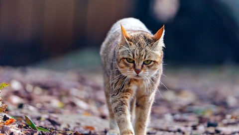 Wildcat, ,  