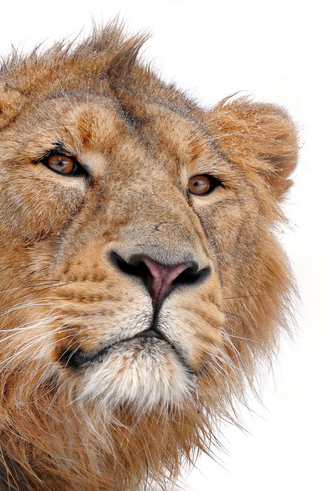 lion, , panthera leo, , , , , 