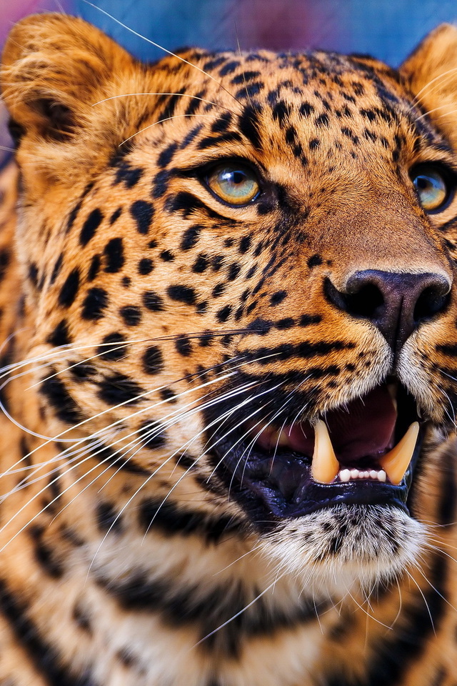 , , leopard,  , 