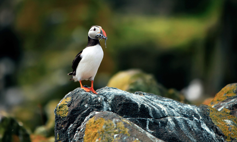 ,  , , puffin, fratercula arctica