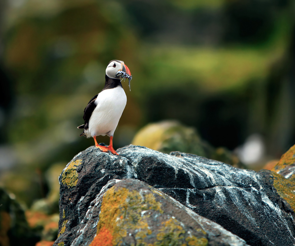 ,  , , puffin, fratercula arctica