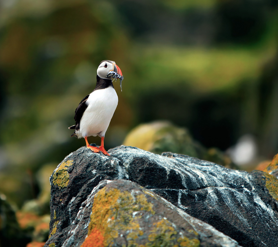 ,  , , puffin, fratercula arctica