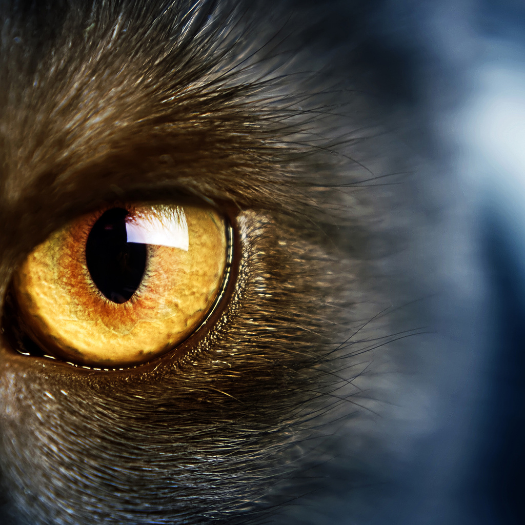 yellow eye, , Wild,  , , cat