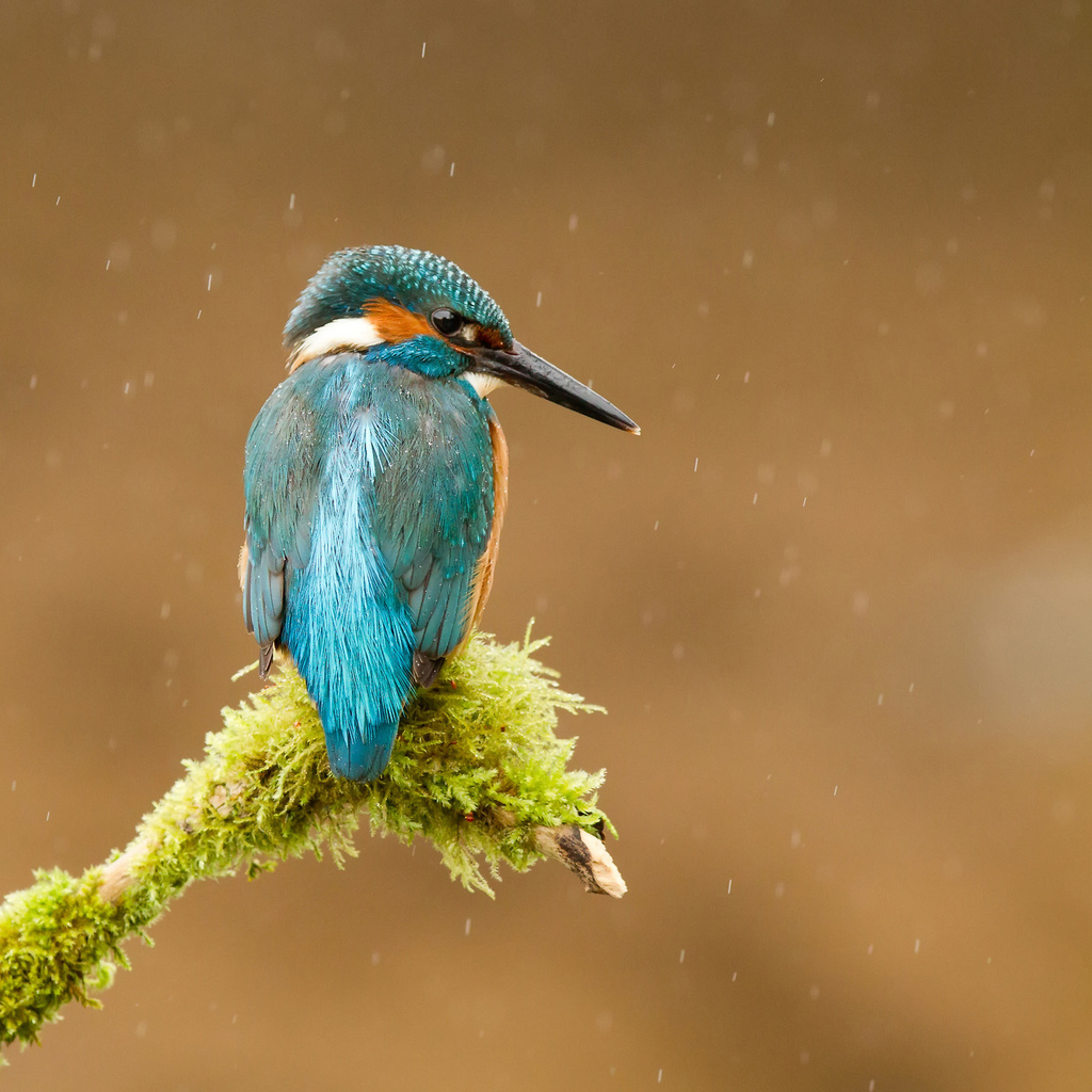  , alcedo atthis, , kingfisher, 