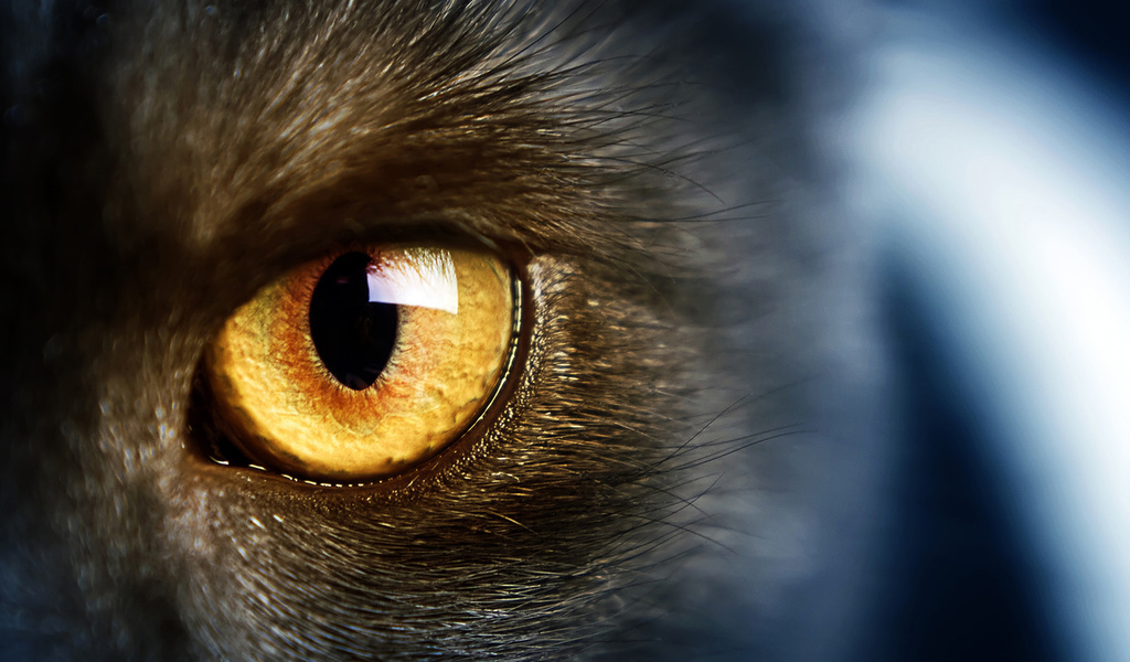 yellow eye, , Wild,  , , cat