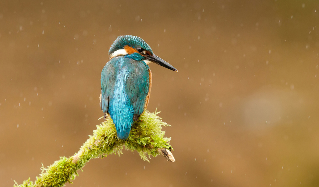  , alcedo atthis, , kingfisher, 