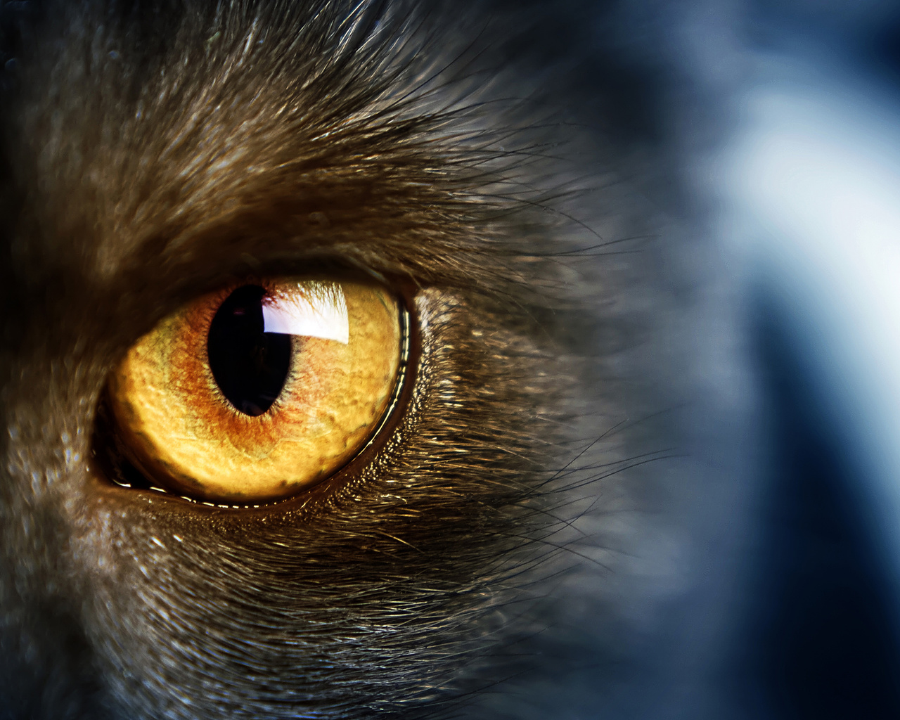 yellow eye, , Wild,  , , cat