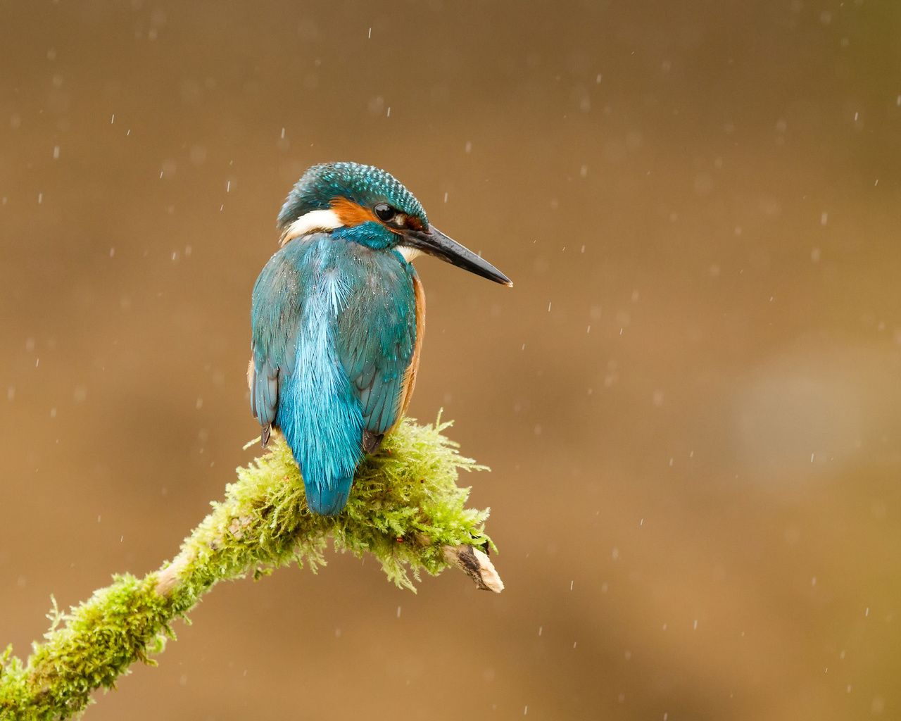  , alcedo atthis, , kingfisher, 