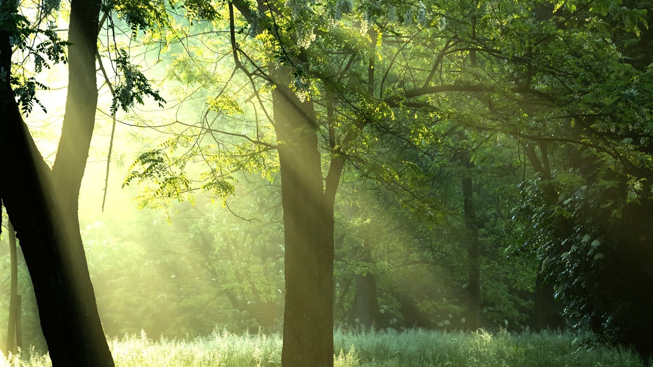 , , Green trees, , , , sunshine, forest