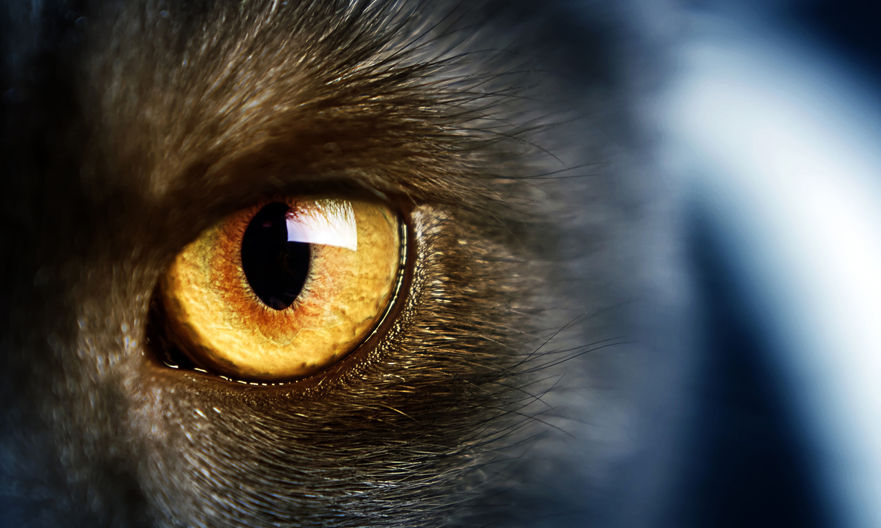 yellow eye, , Wild,  , , cat