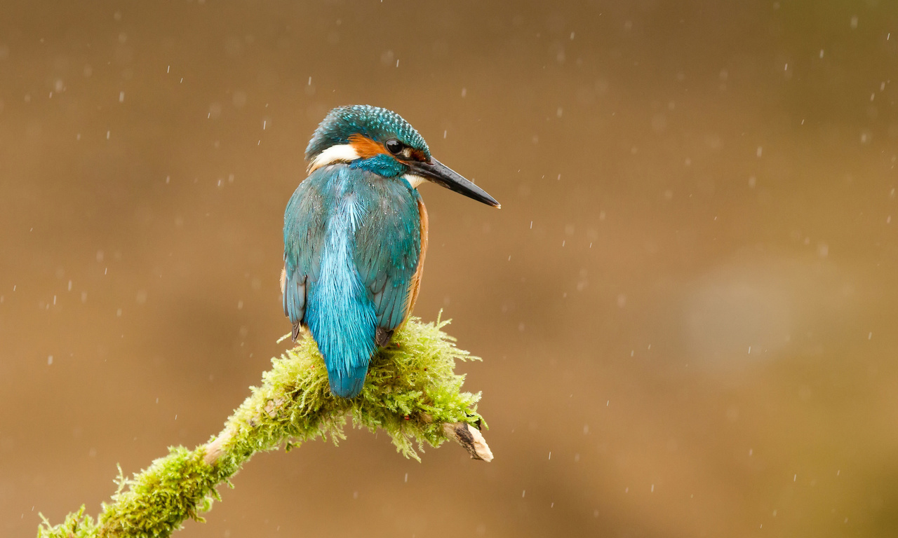  , alcedo atthis, , kingfisher, 