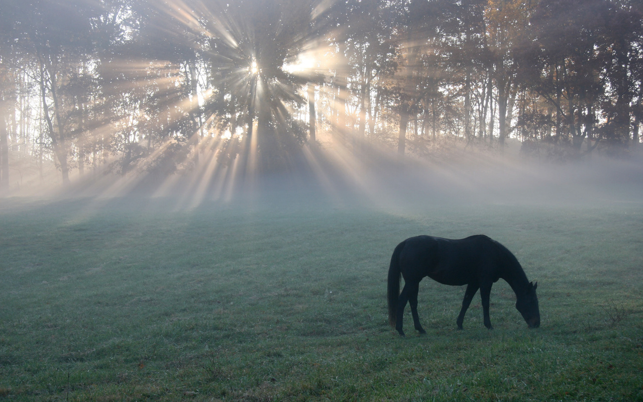 , , light, , horse