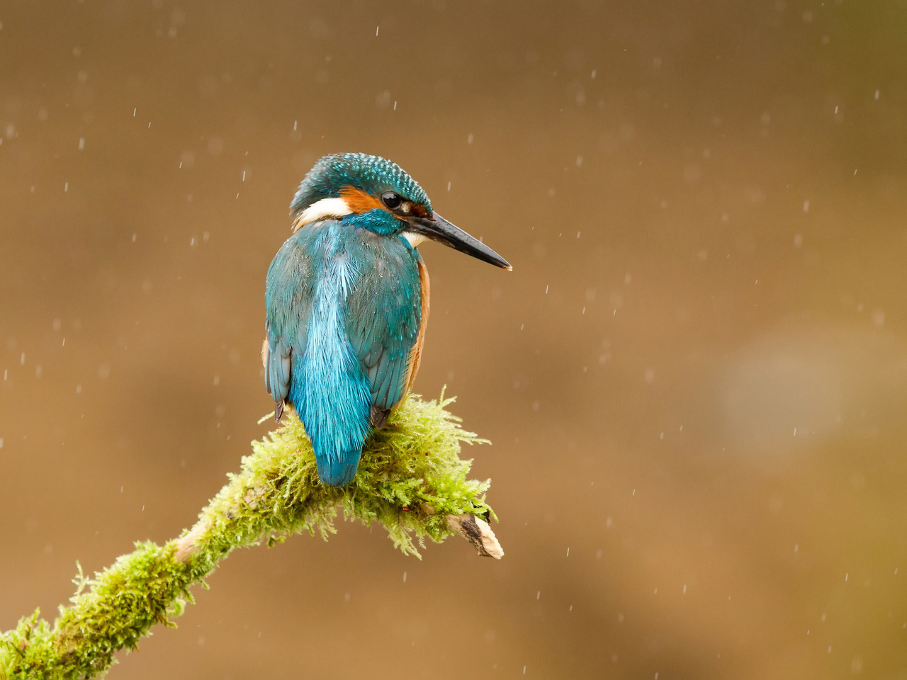  , alcedo atthis, , kingfisher, 