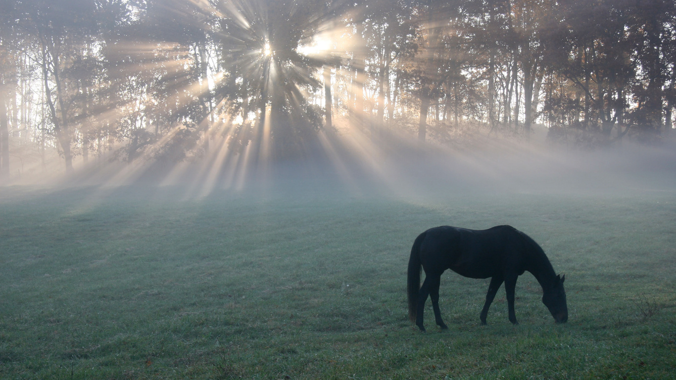 , , light, , horse