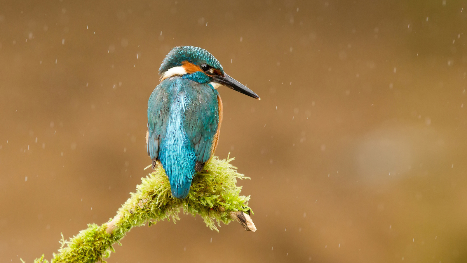  , alcedo atthis, , kingfisher, 