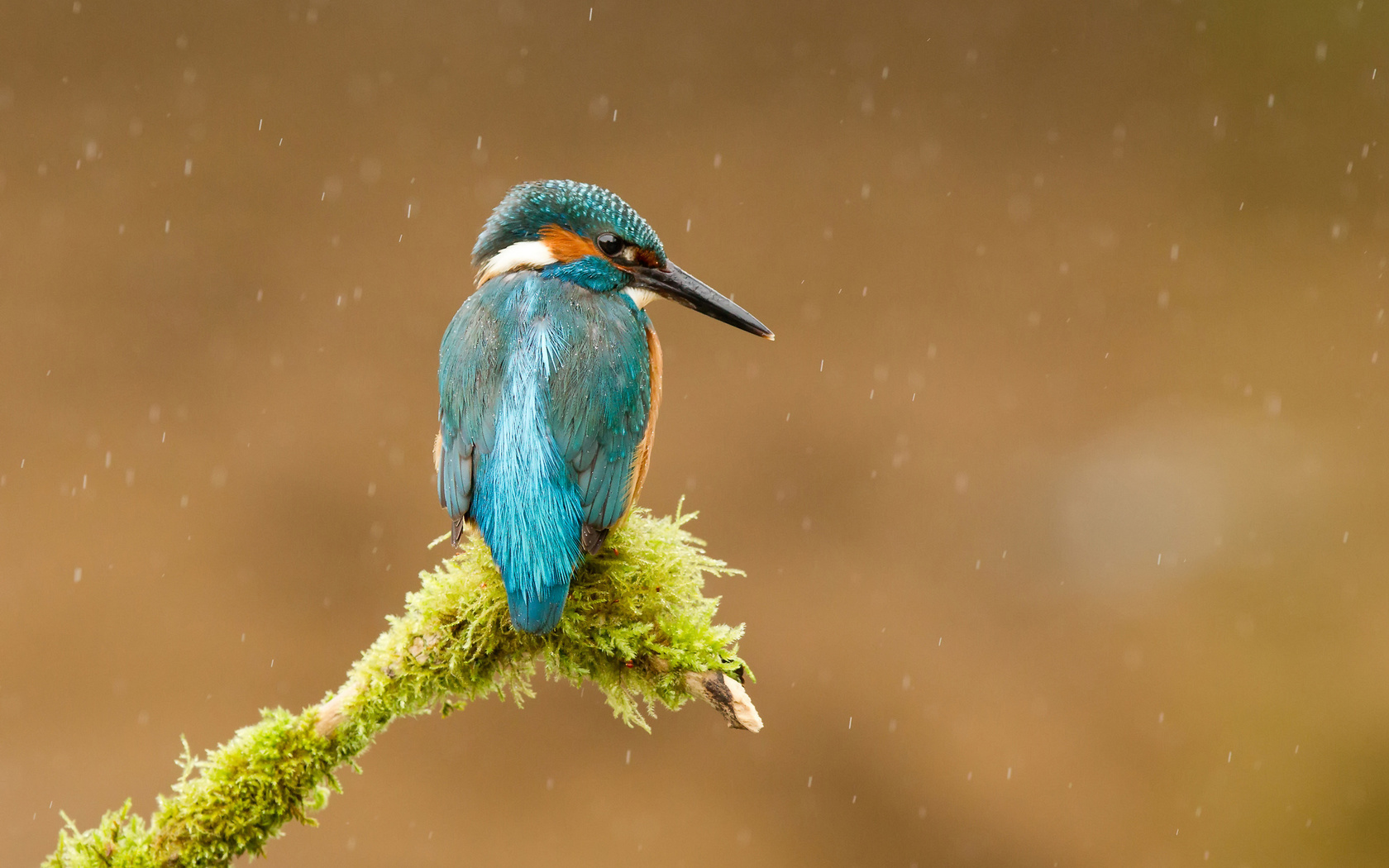  , alcedo atthis, , kingfisher, 