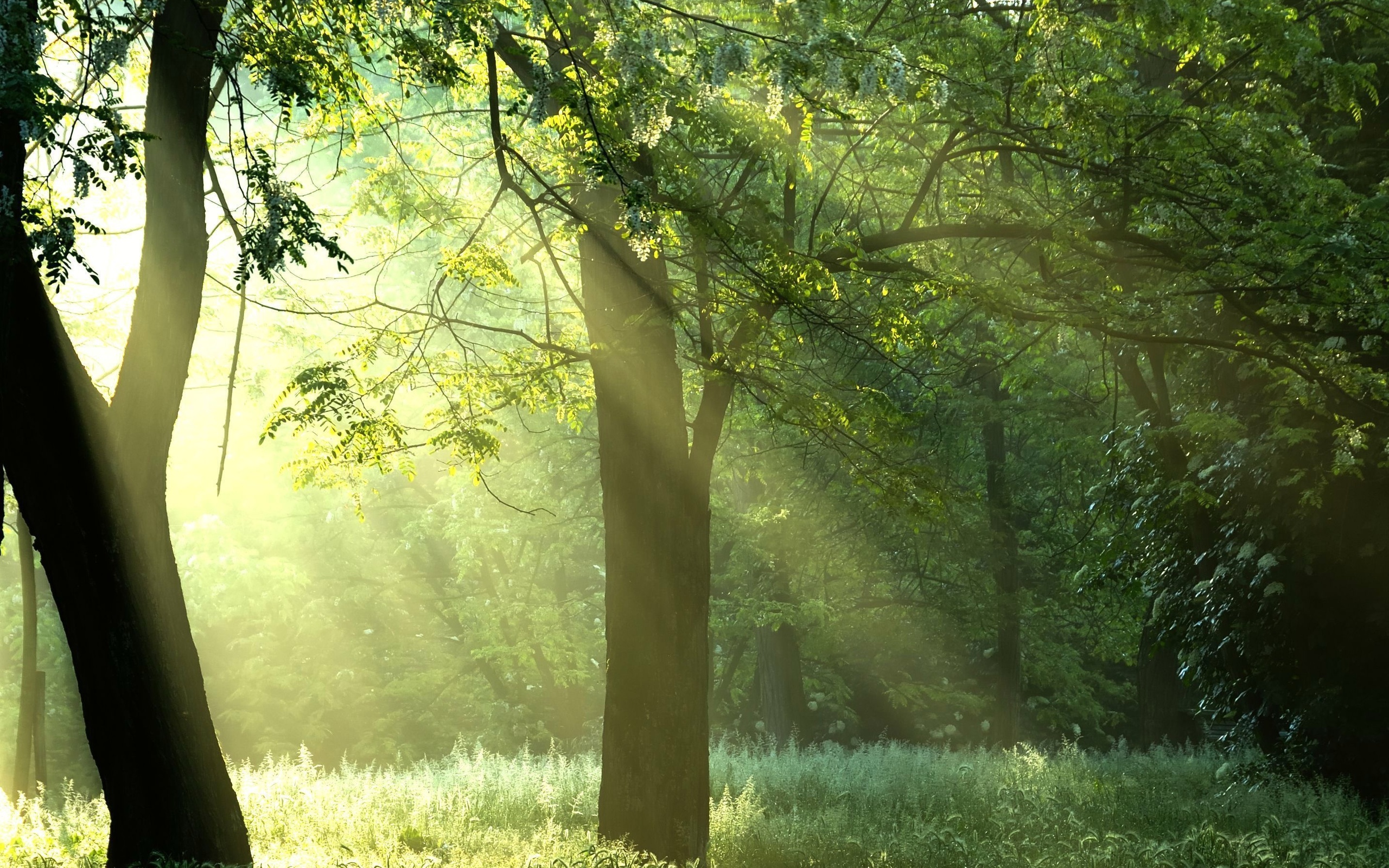 , , Green trees, , , , sunshine, forest