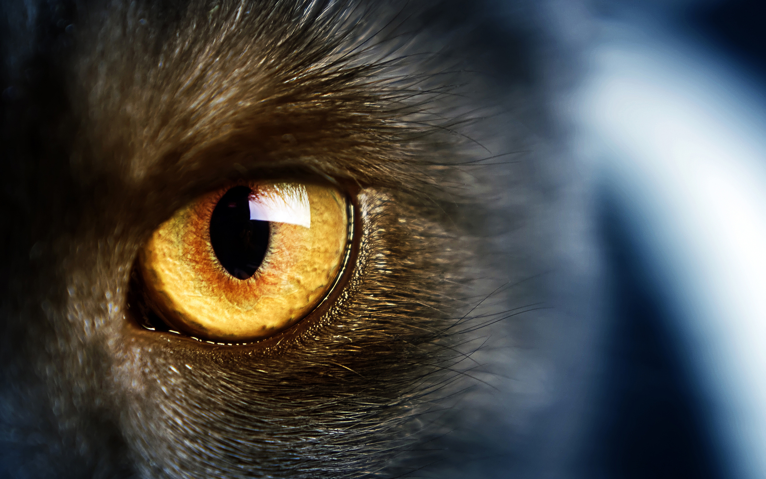 yellow eye, , Wild,  , , cat
