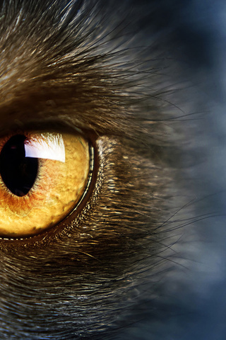 yellow eye, , Wild,  , , cat