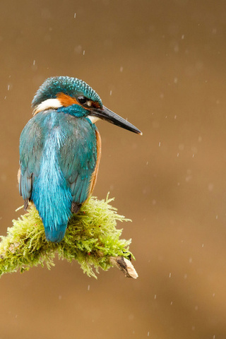  , alcedo atthis, , kingfisher, 