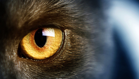 yellow eye, , Wild,  , , cat