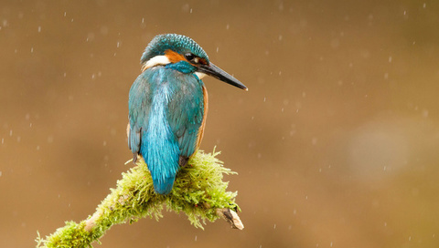  , alcedo atthis, , kingfisher, 