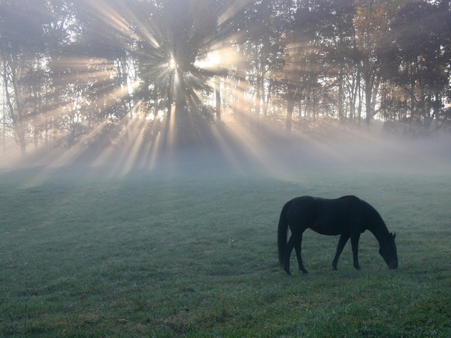 , , light, , horse
