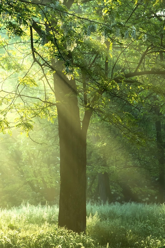 , , Green trees, , , , sunshine, forest