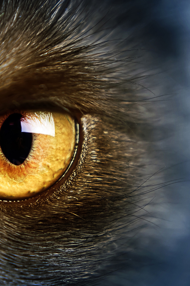 yellow eye, , Wild,  , , cat