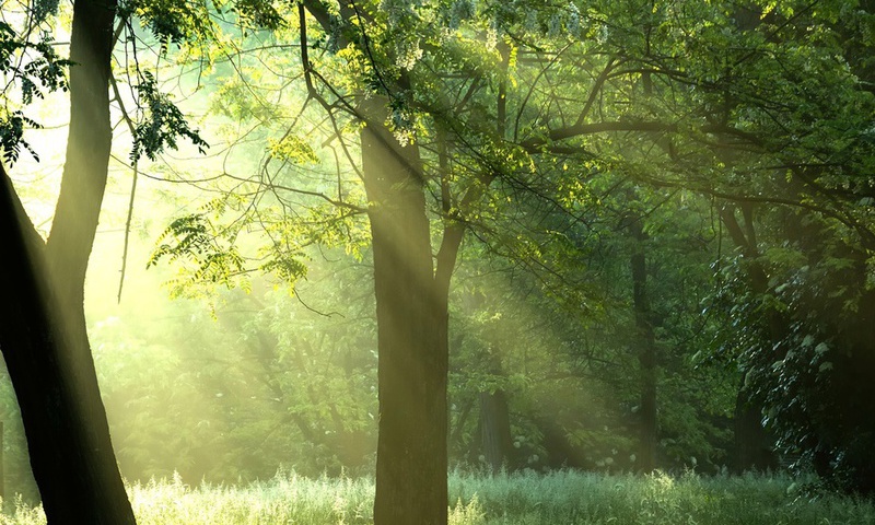 , , Green trees, , , , sunshine, forest