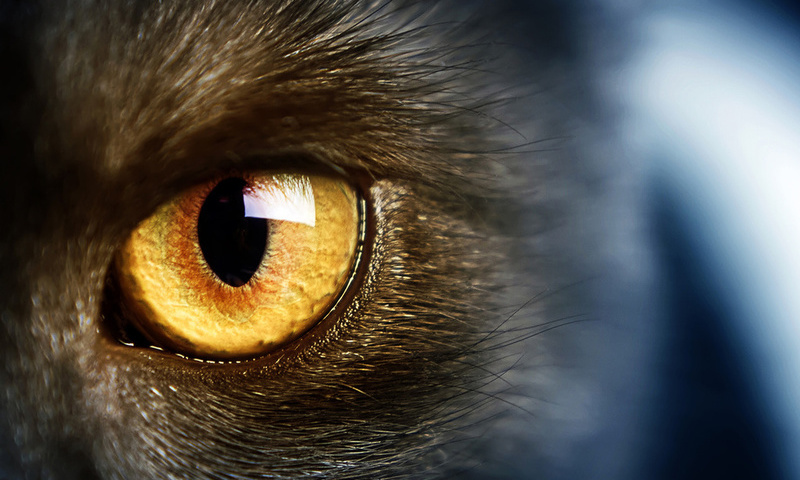 yellow eye, , Wild,  , , cat