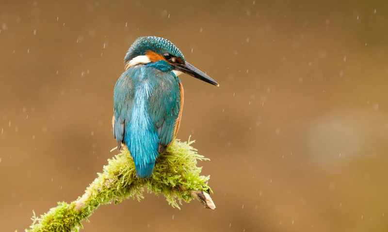  , alcedo atthis, , kingfisher, 