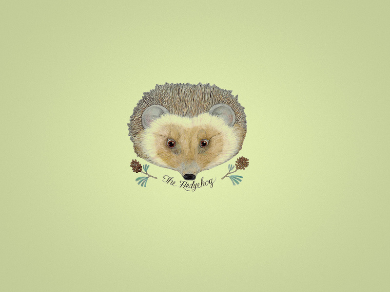 , hedgehog, , ,  , , 