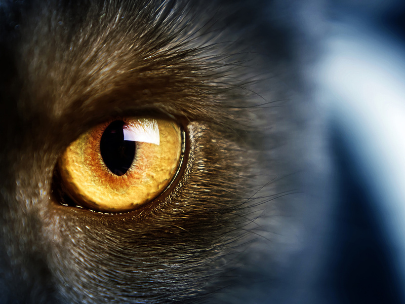 yellow eye, , Wild,  , , cat