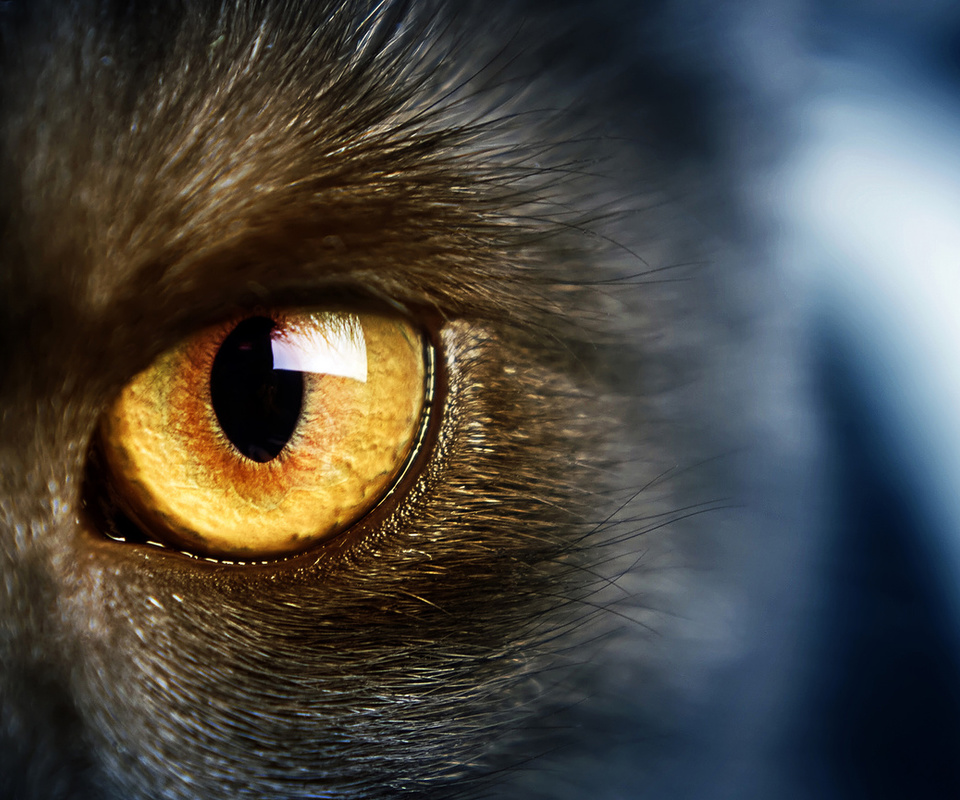 yellow eye, , Wild,  , , cat