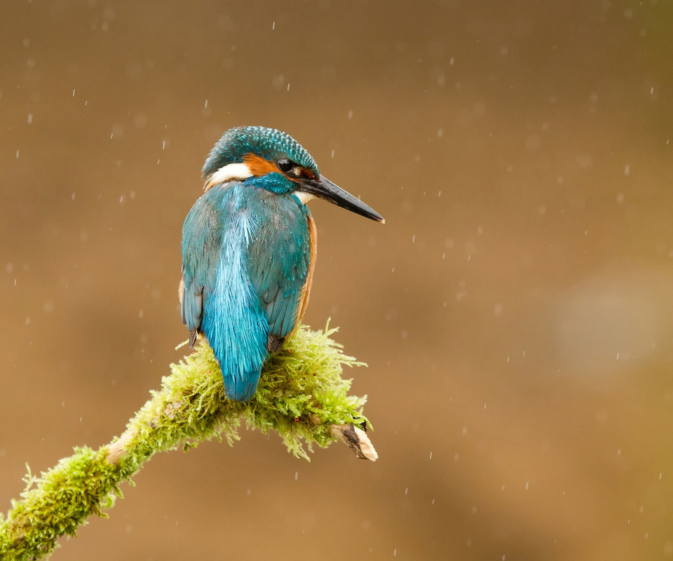  , alcedo atthis, , kingfisher, 