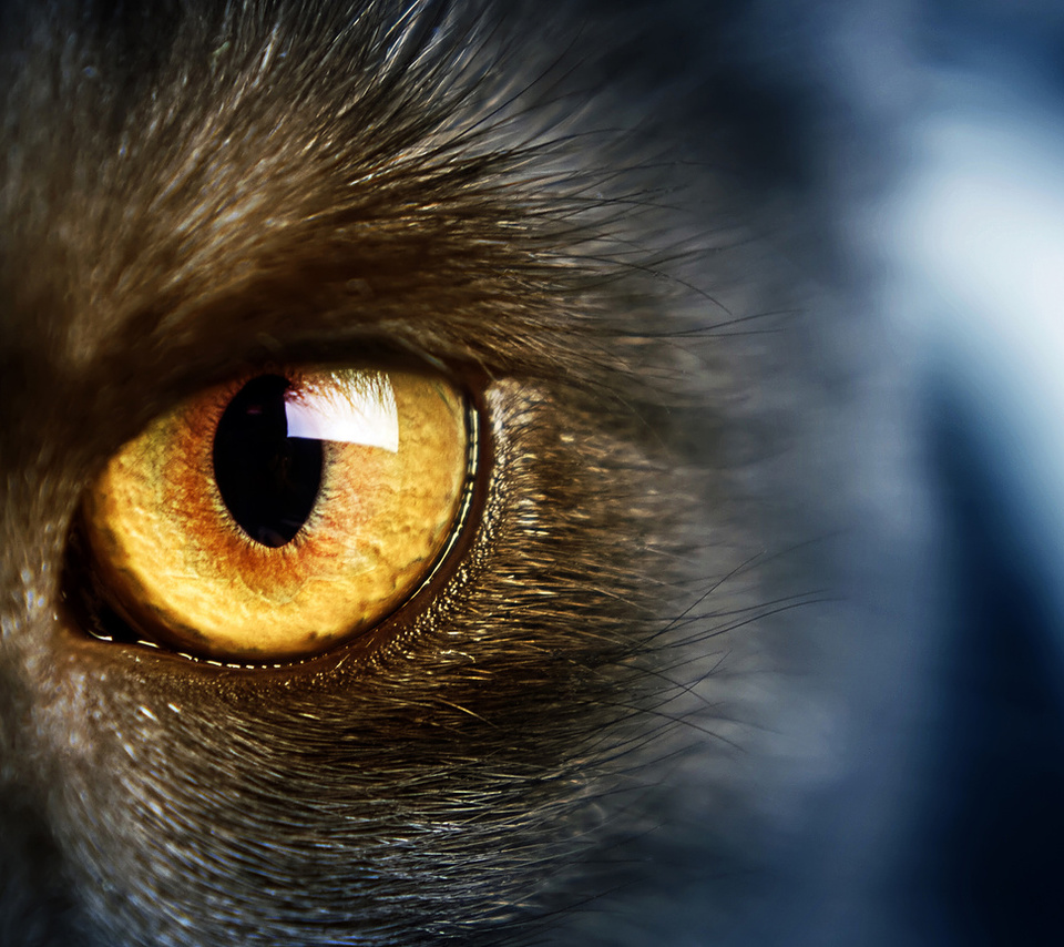 yellow eye, , Wild,  , , cat