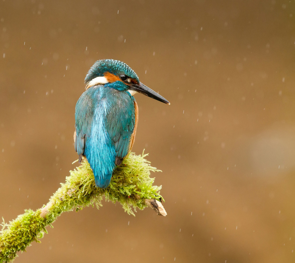  , alcedo atthis, , kingfisher, 