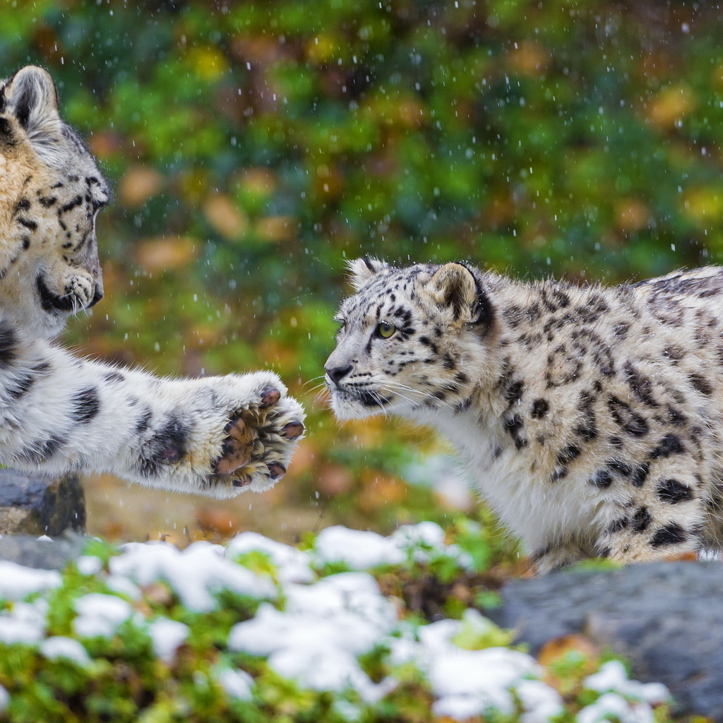 , , snow leopard, , ,  , 