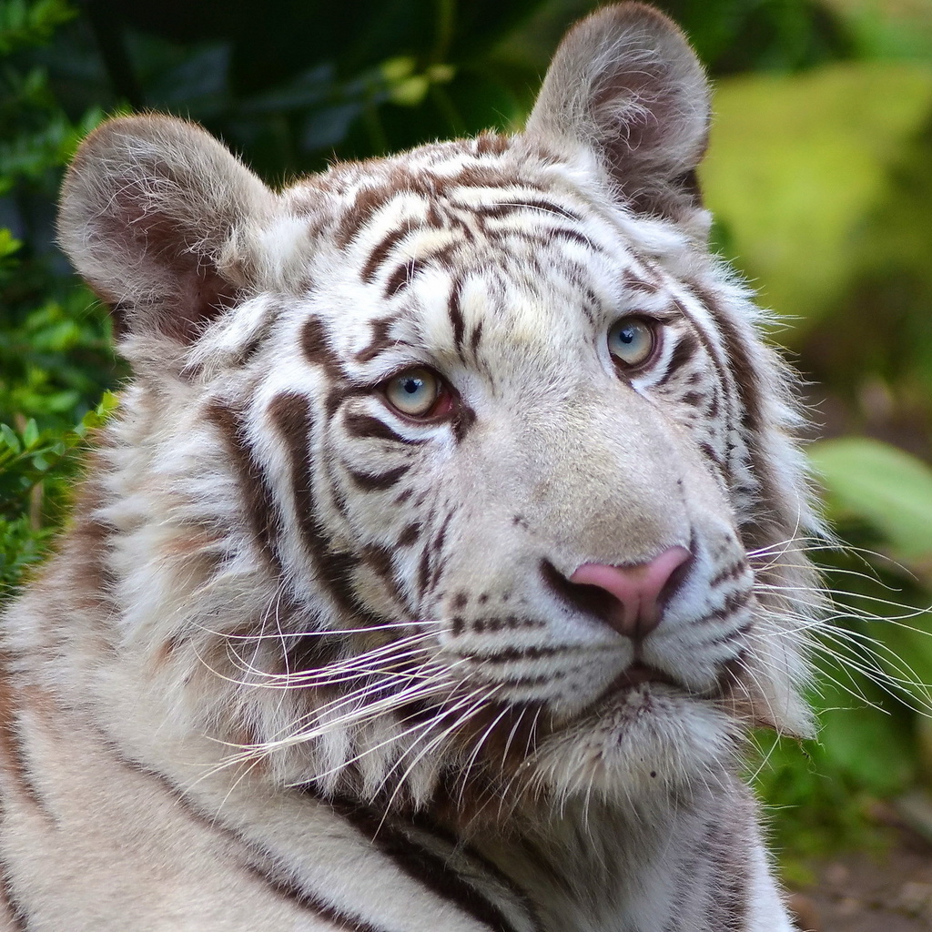 white tiger, , , , 