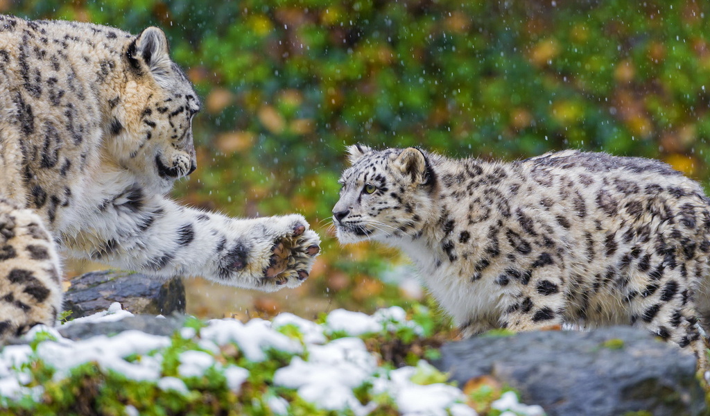 , , snow leopard, , ,  , 