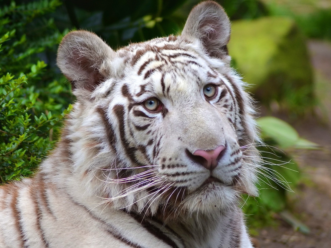 white tiger, , , , 