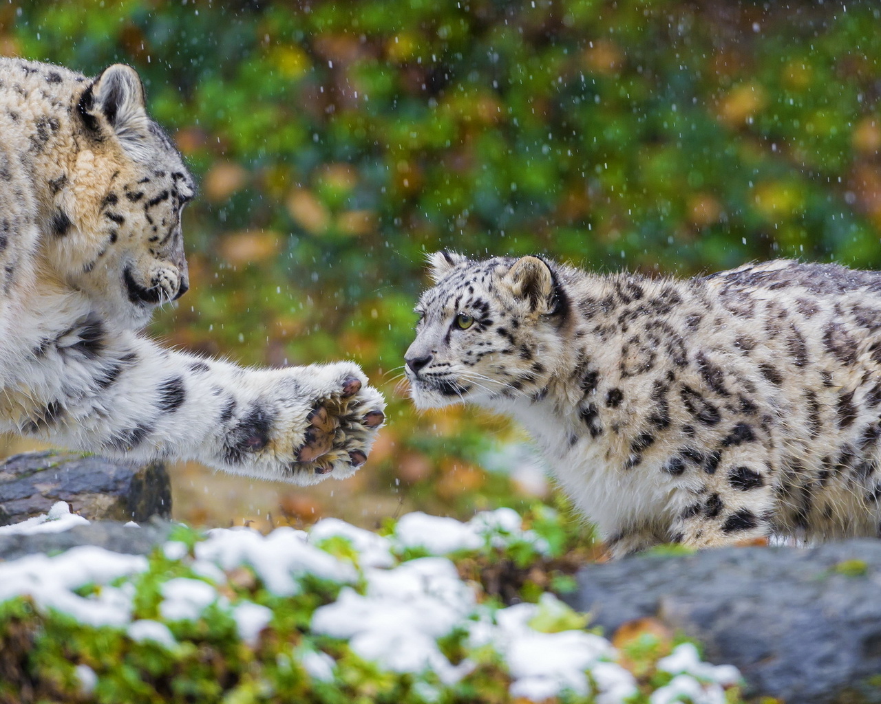 , , snow leopard, , ,  , 